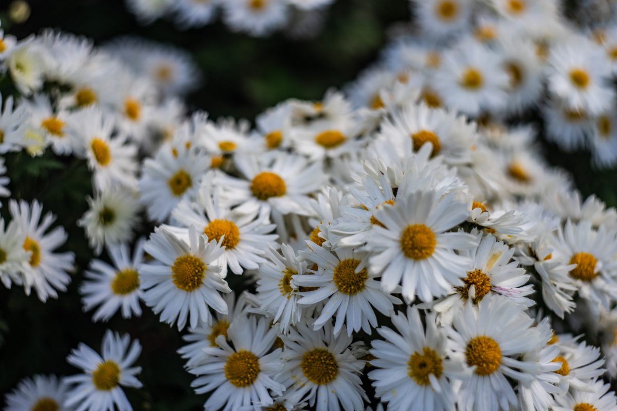 Autumnal flowers in the garden