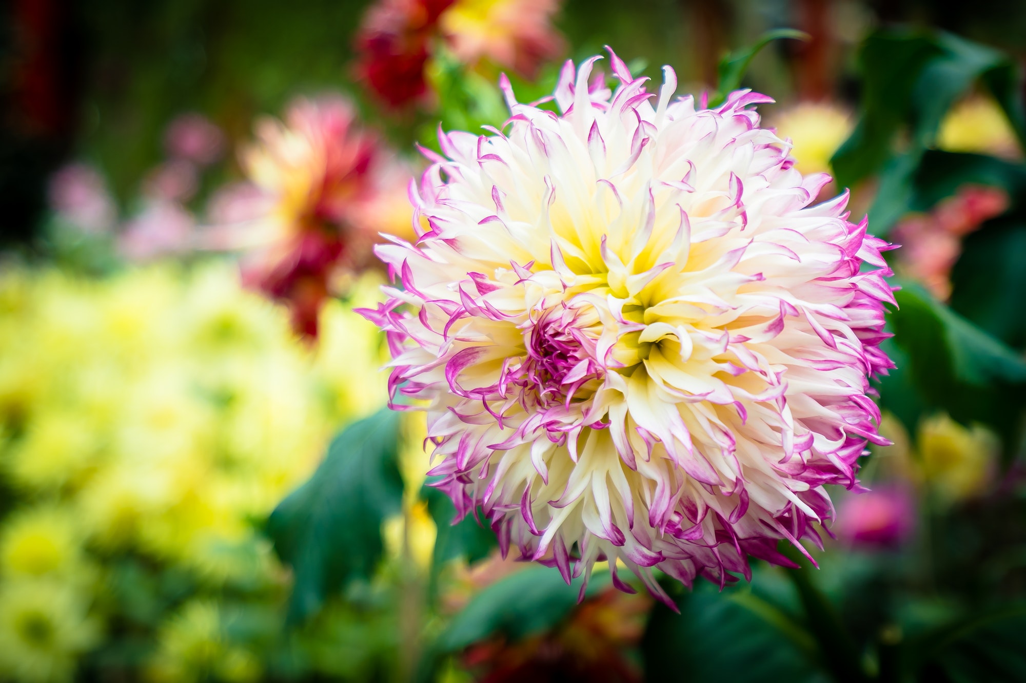 Colorful flower in the garden