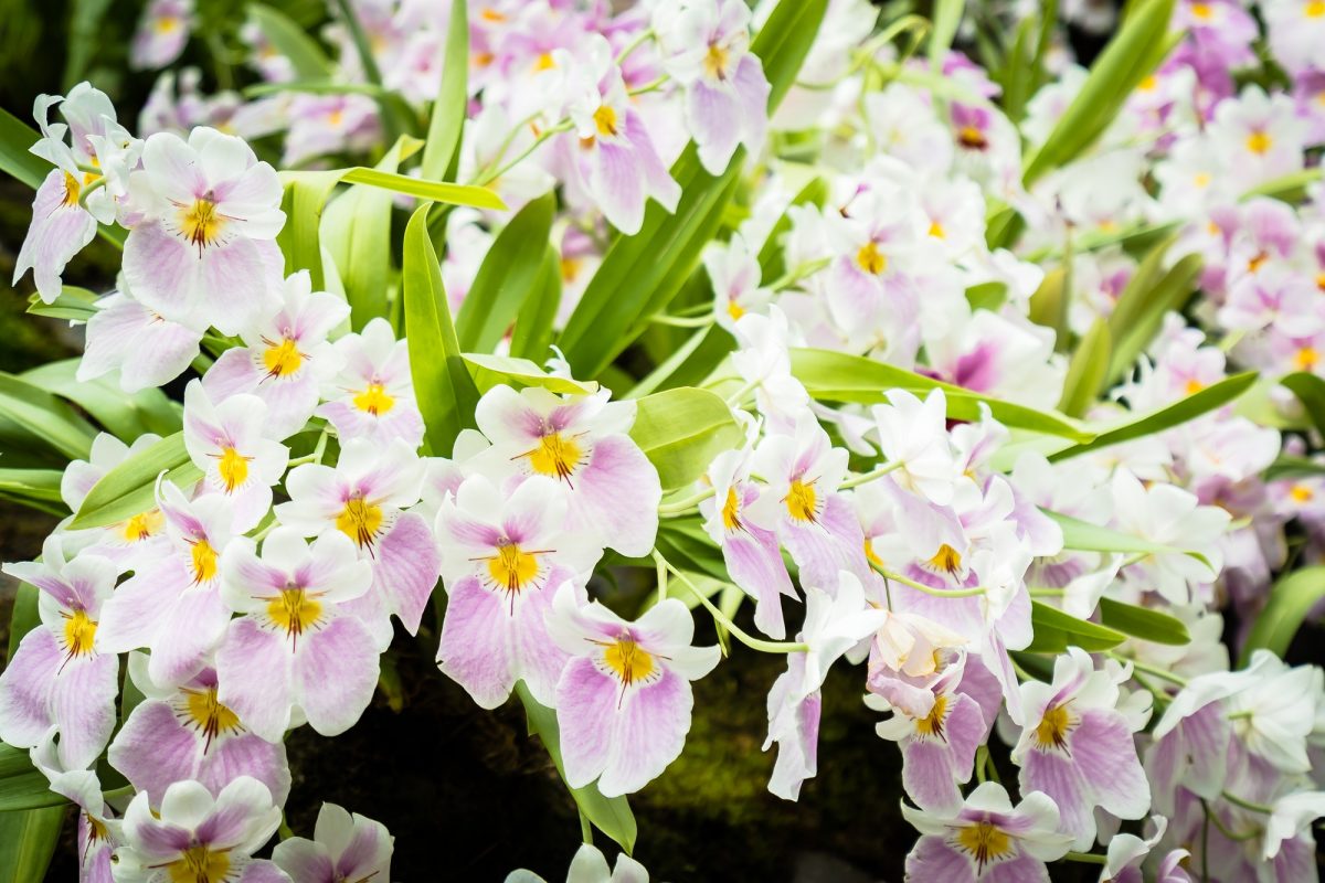 Colorful flower in the garden