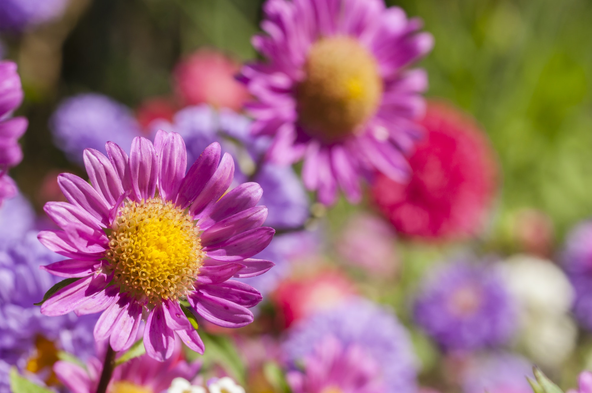 Colorful garden flowers