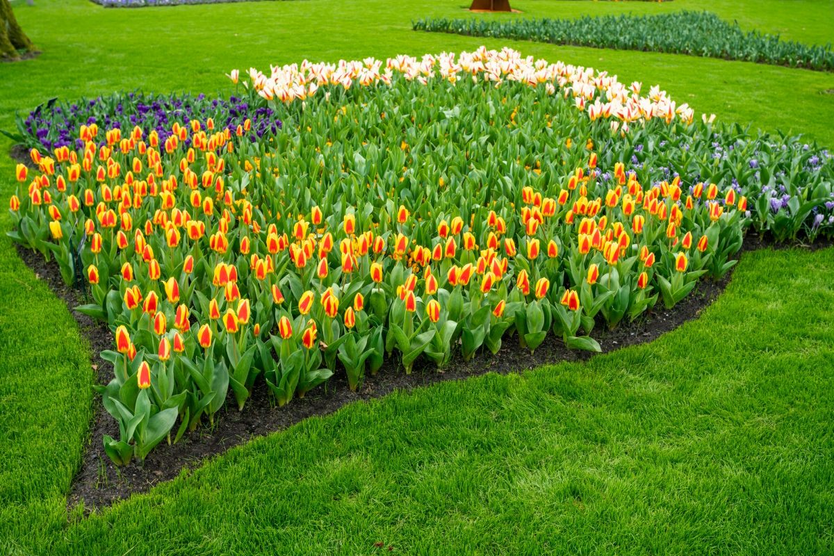 Formal spring garden. Flower Bed In Keukenhof Gardens