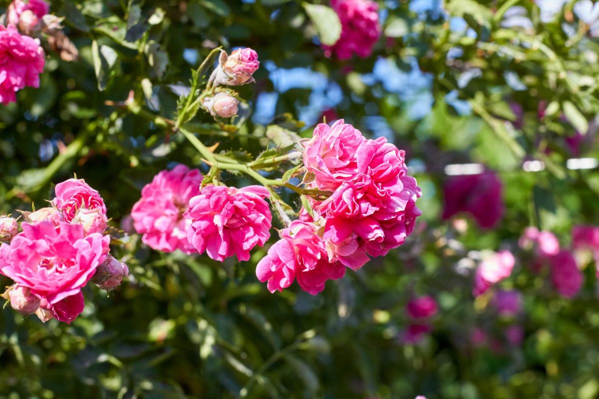 Fresh spring pink garden flowers roses close-up.