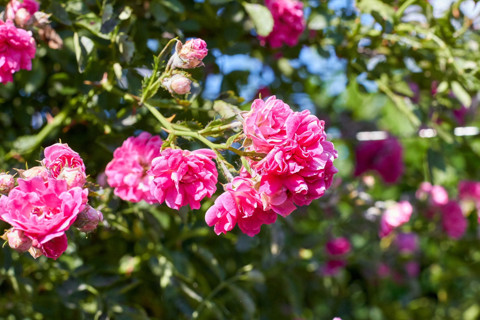 Fresh spring pink garden flowers roses close-up.