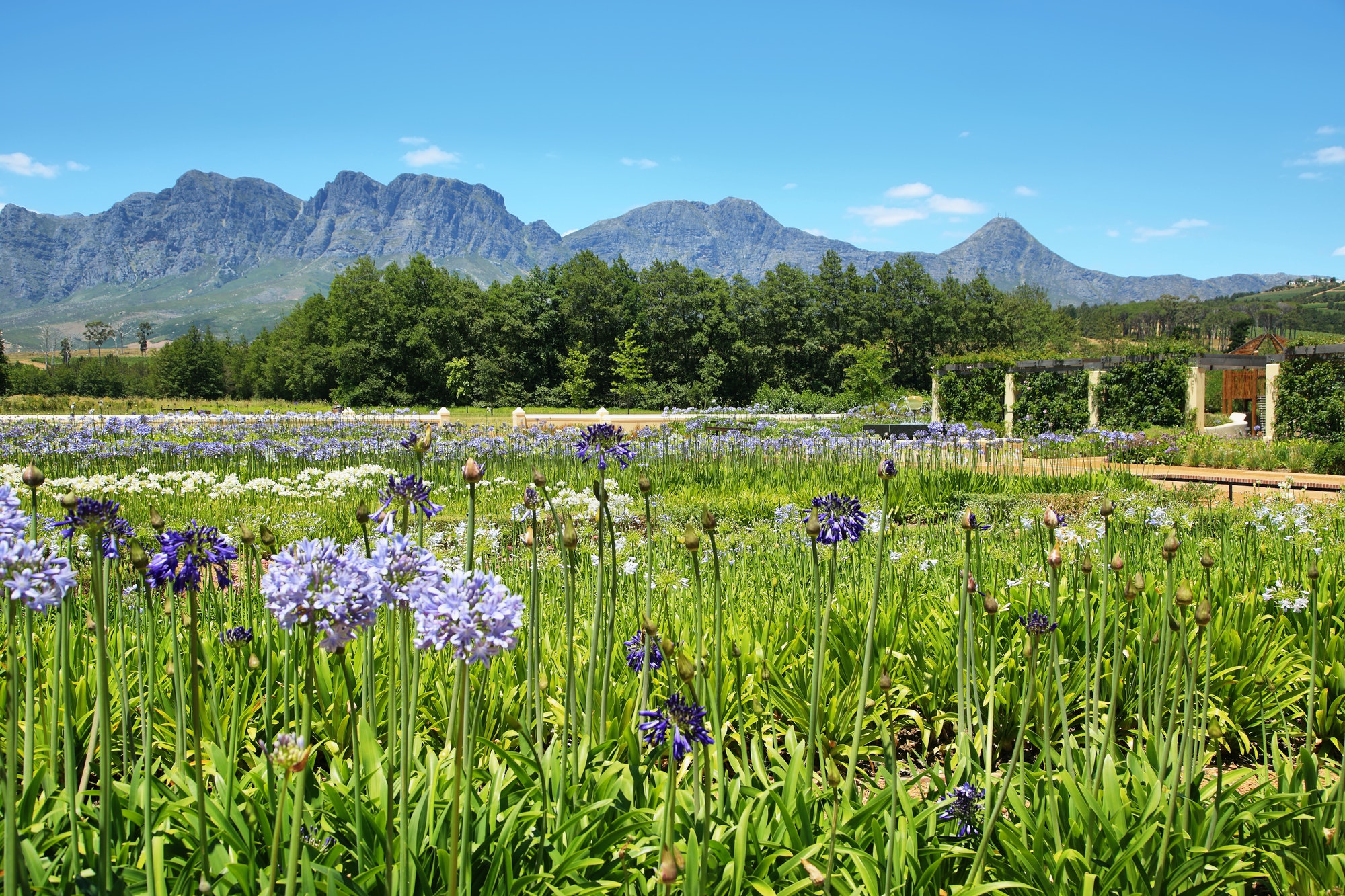 Garden and flowers in Vergelegen