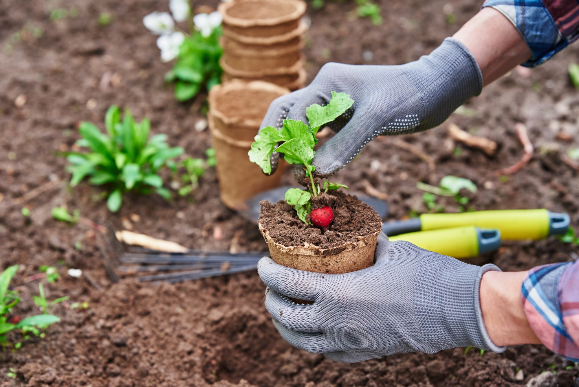 Gardener hands picking and planting vegetable plant in the garden