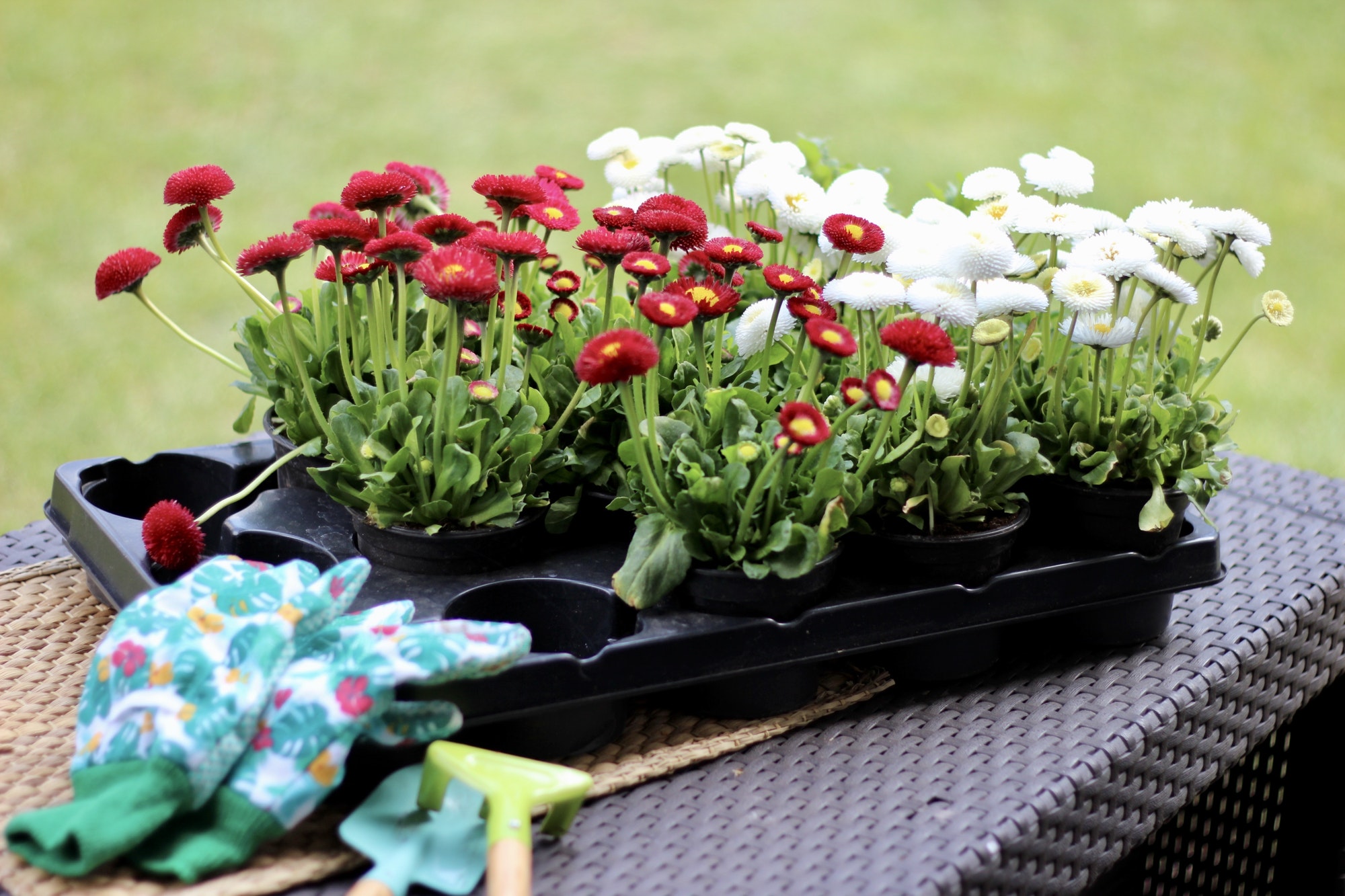 Gardening,flower.