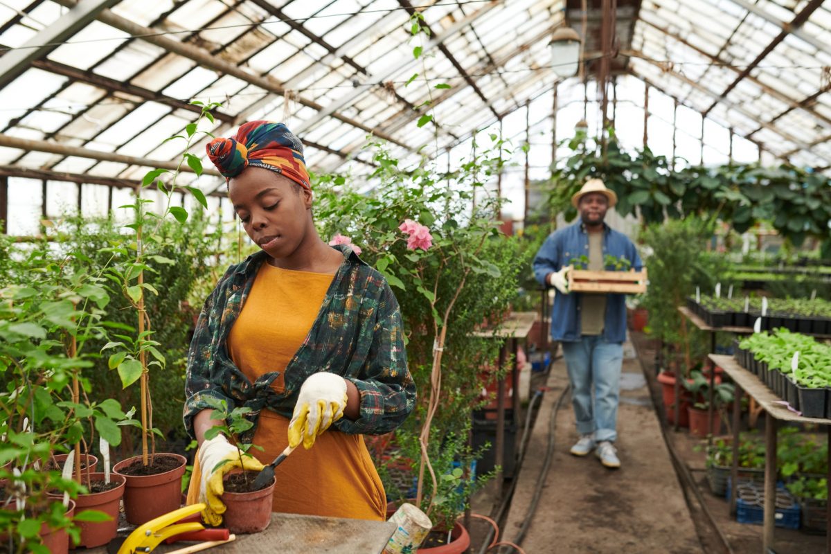 People planting plants in the garden