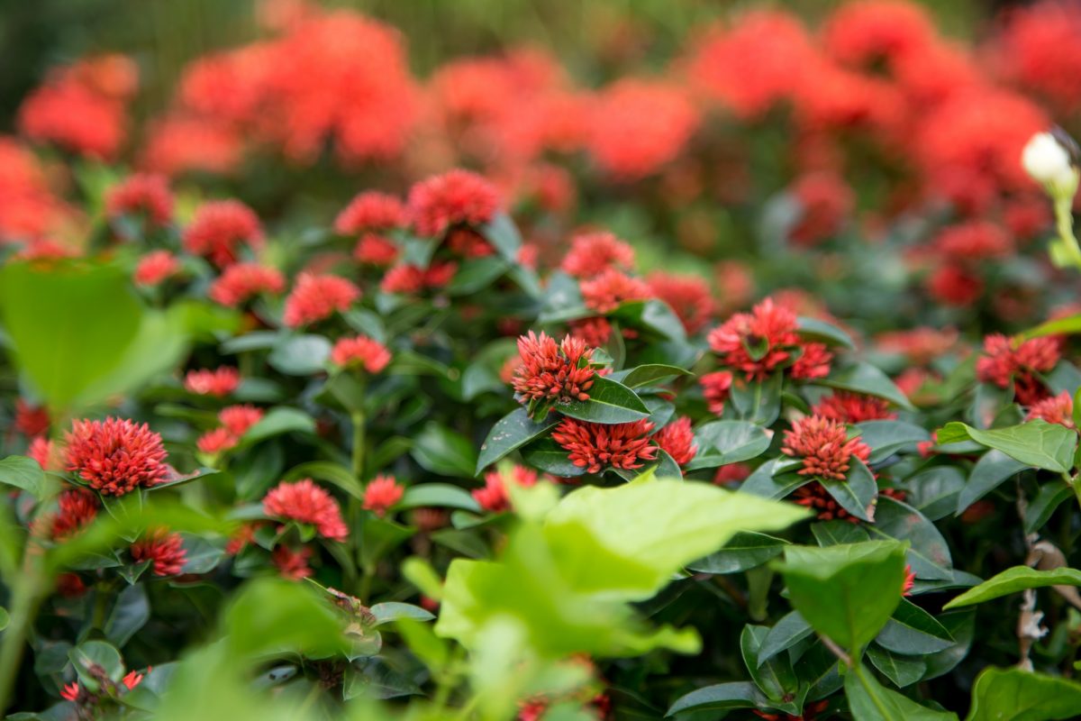 red garden flowers