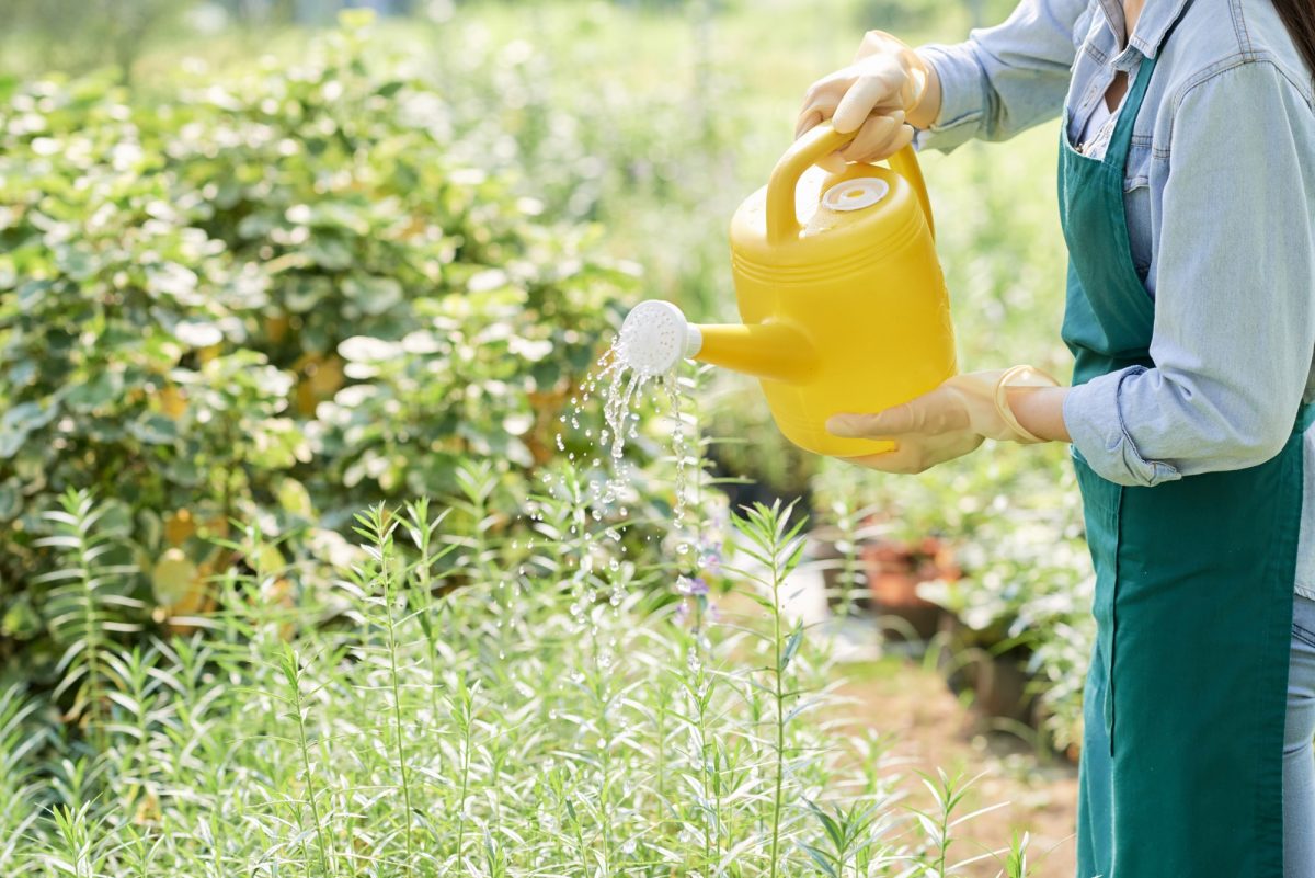 Watering plants in the garden